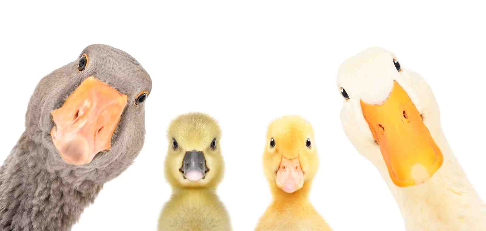 Quirky Duck Family Close-Up Wall Art