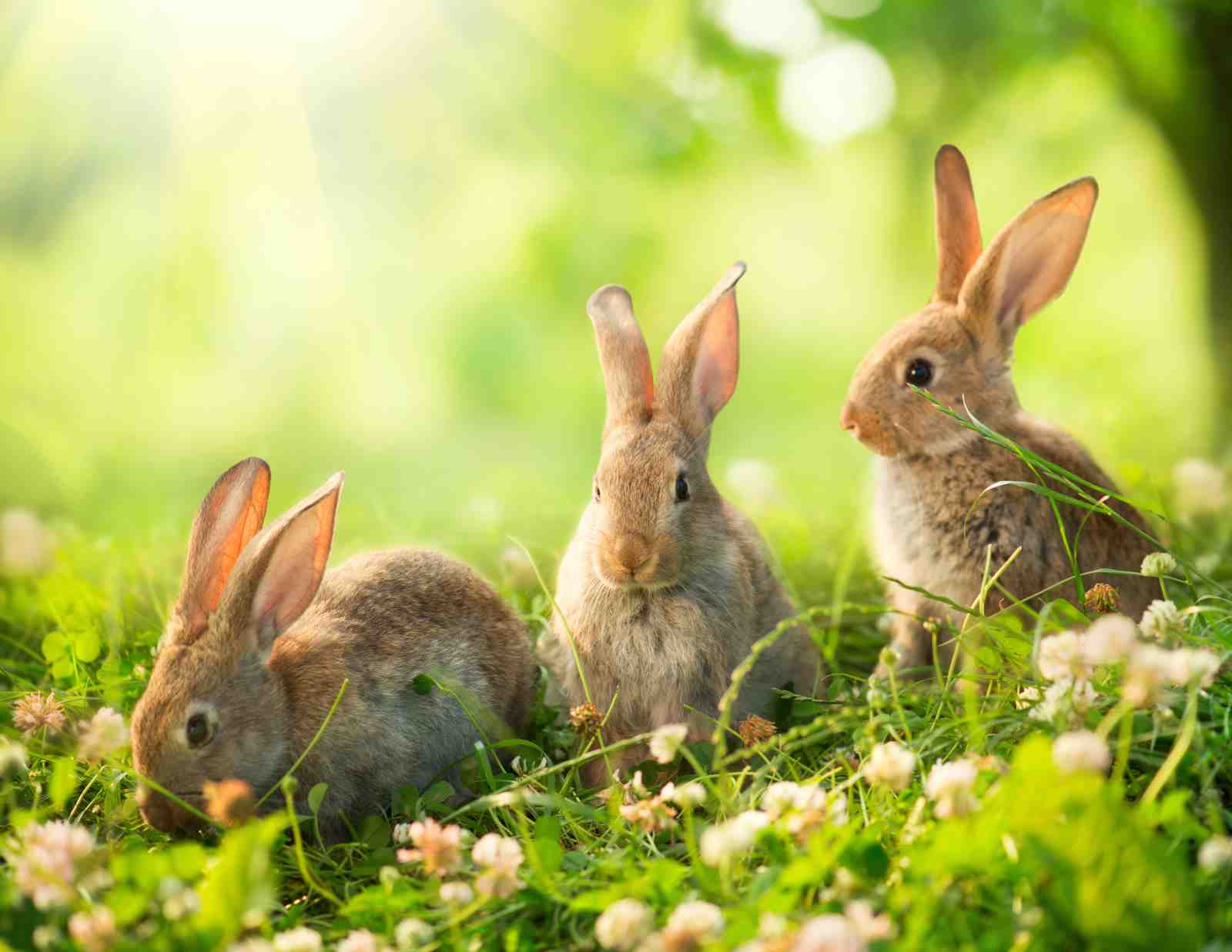 Adorable Bunnies in Meadow Wall Art