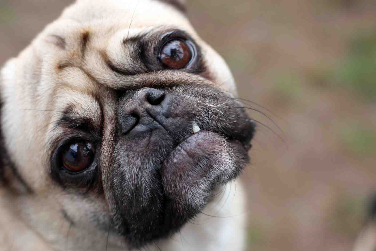 Adorable Pug Portrait Wall Art