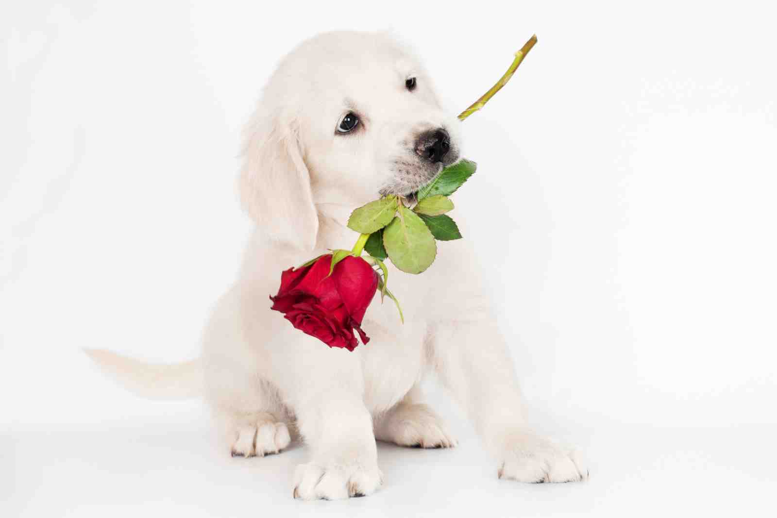 Adorable Golden Retriever Puppy with Red Rose Wall Art