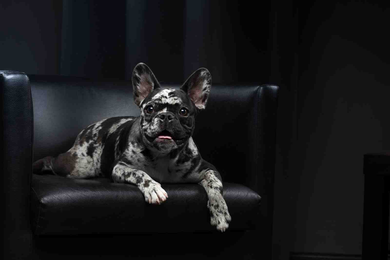 Merle French Bulldog Luxe Black Leather Wall Art
