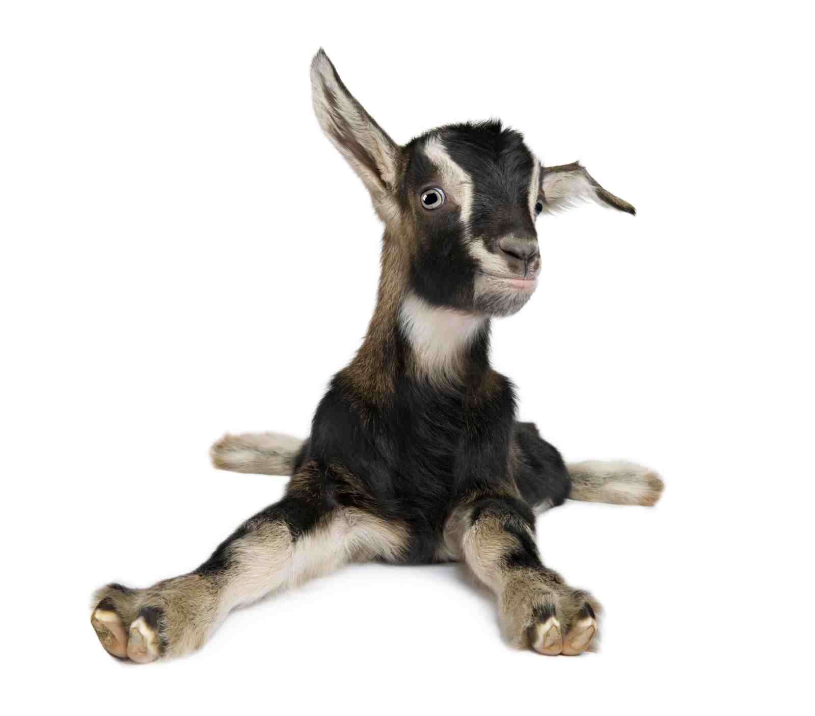 Adorable Baby Goat Leaning Back Wall Art