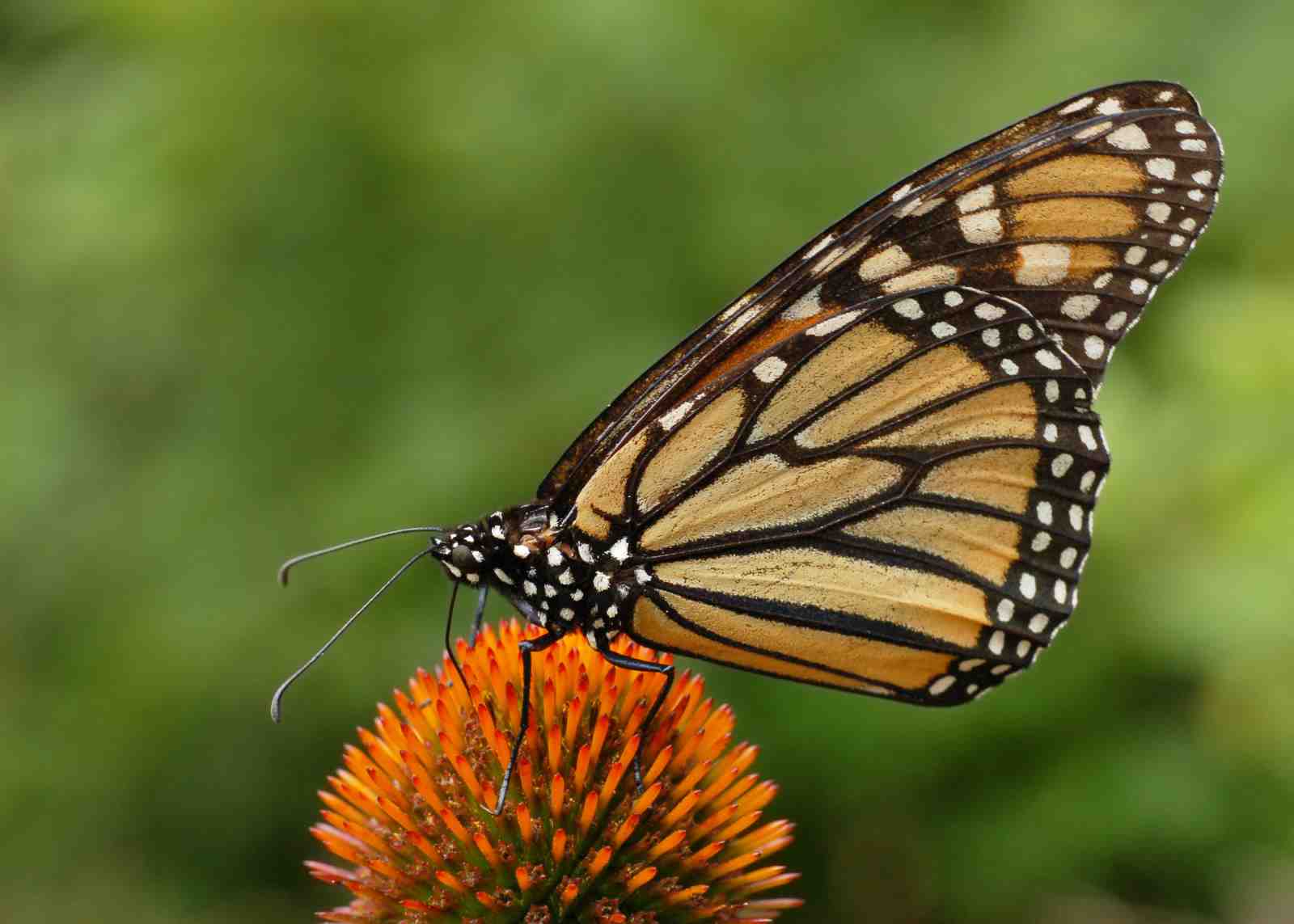 Monarch Butterfly Nature Wall Art