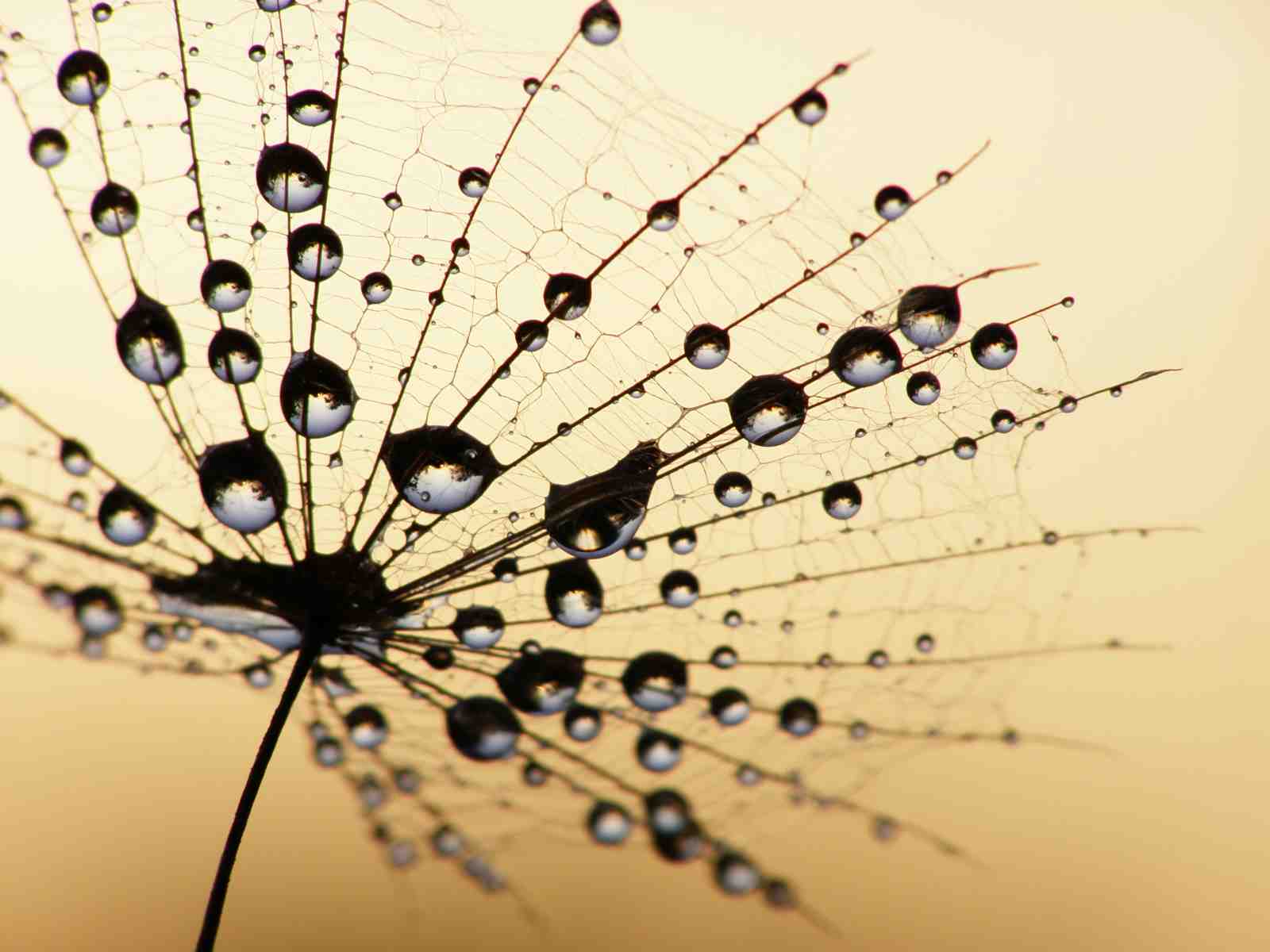 Dew Drops on Dandelion Macro Wall Art