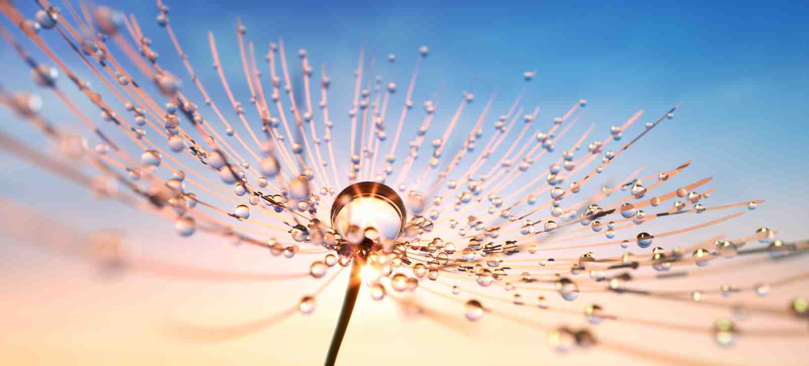 Dewdrop Dandelion Macro Wall Art