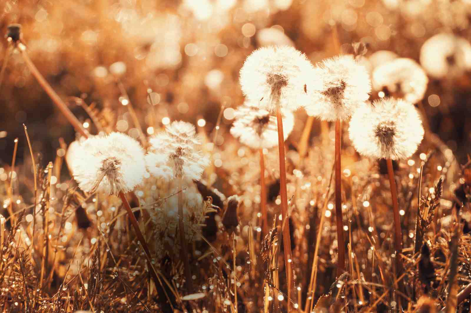 Golden Dandelion Field Wall Art