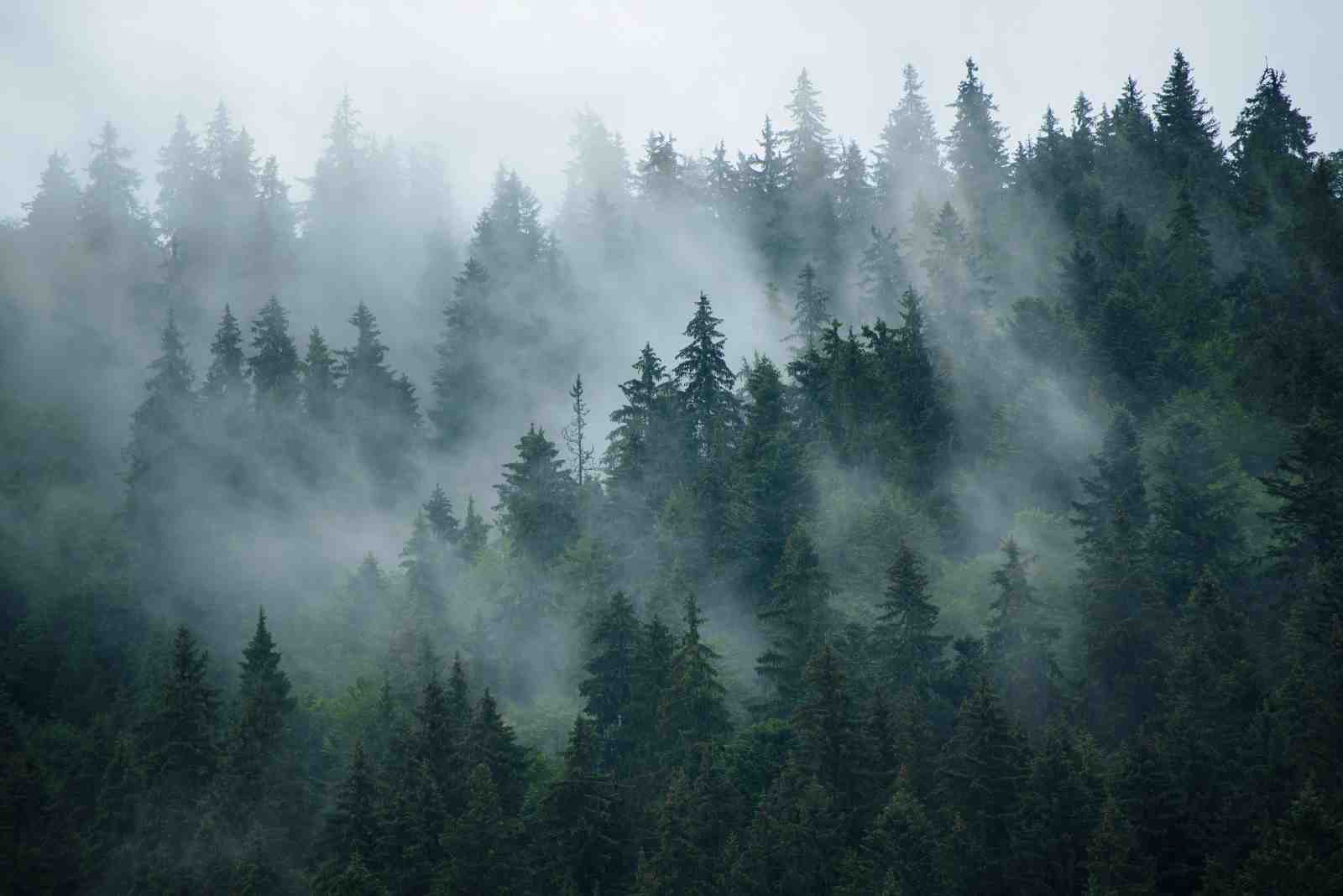 Misty Forest Serenity Wall Art