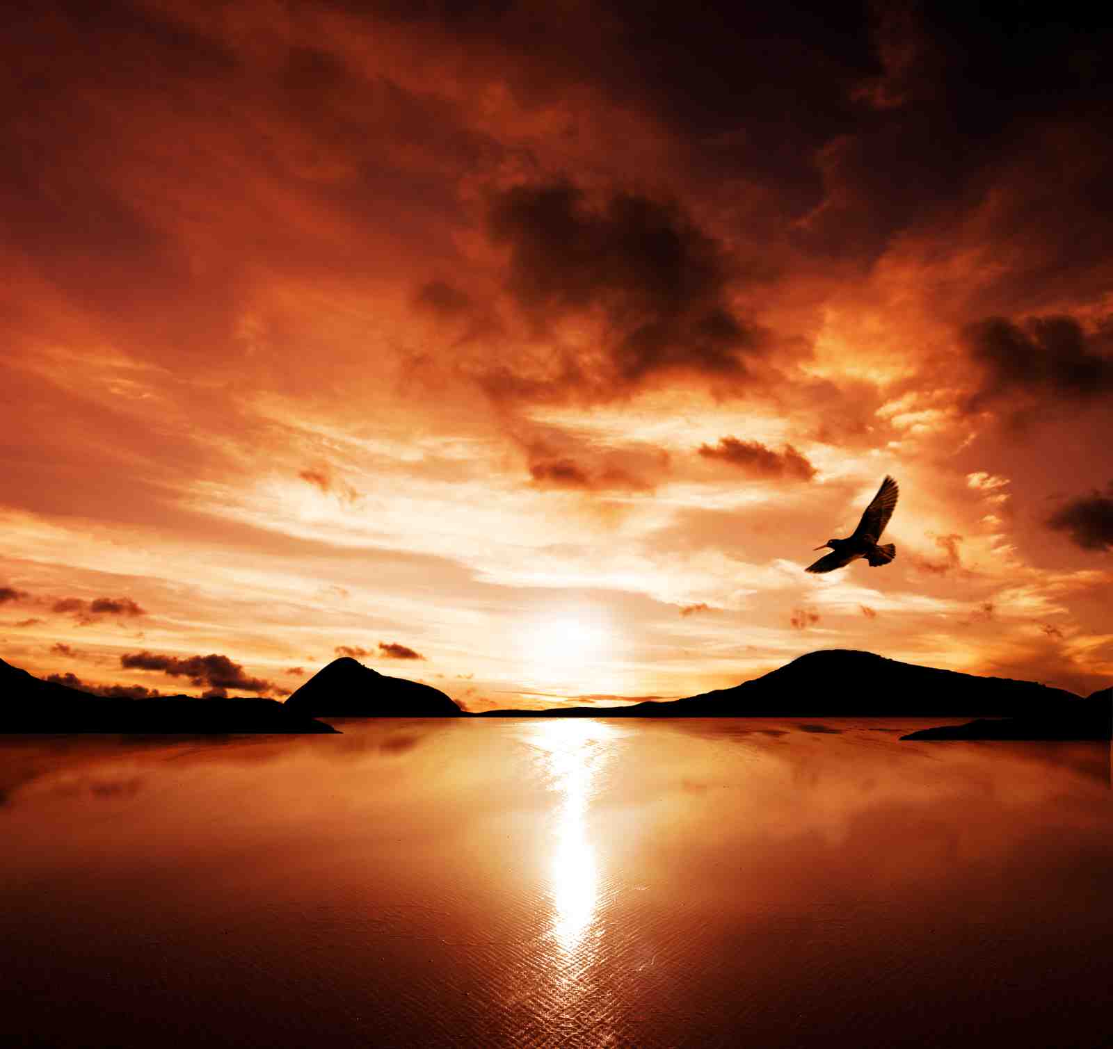 Majestic Bird Sunset Ocean Wall Art
