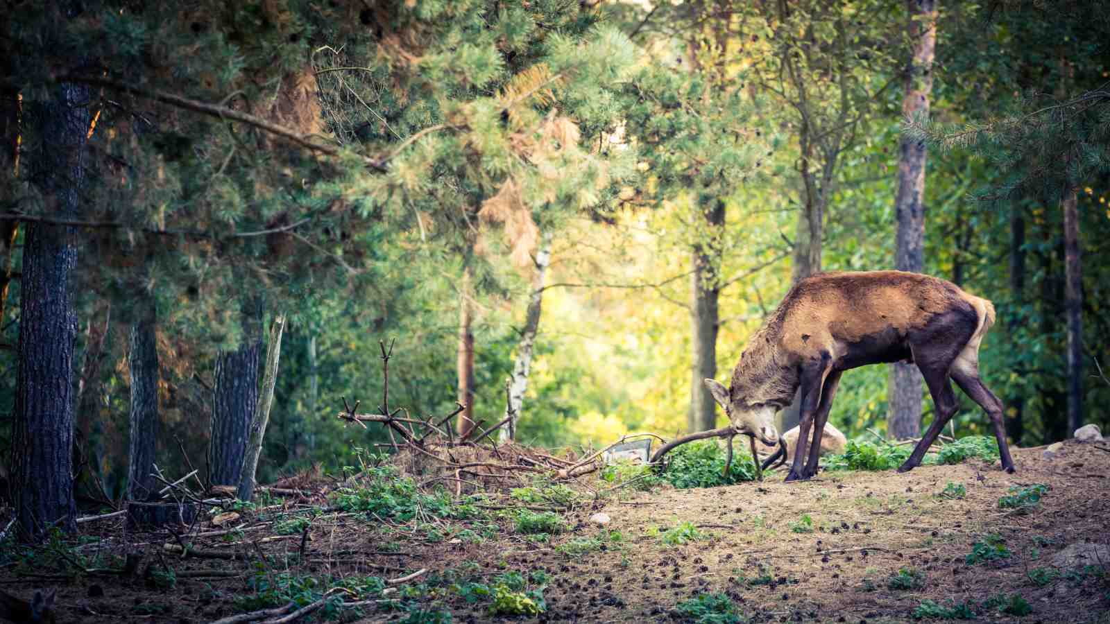 Majestic Deer in Forest Landscape Wall Art