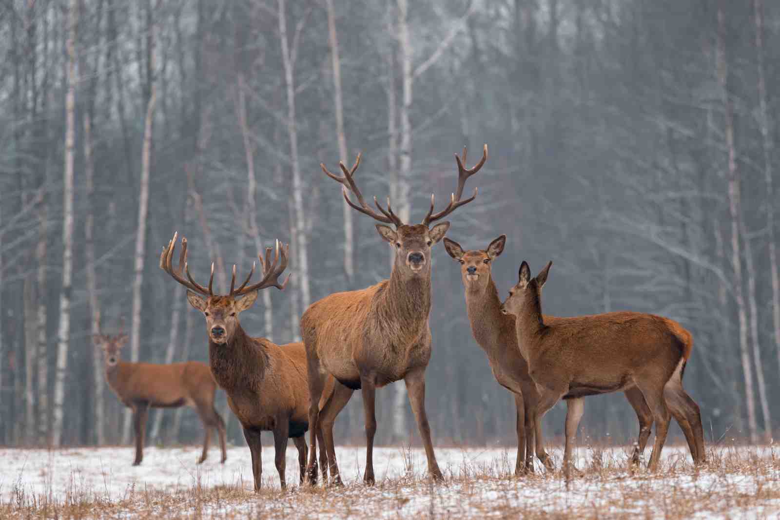Majestic Deer Herd Winter Scene Wall Art