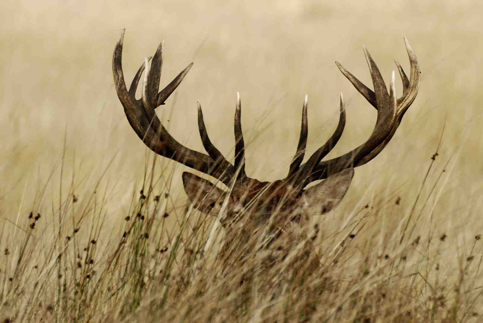 Majestic Stag Antlers Wall Art