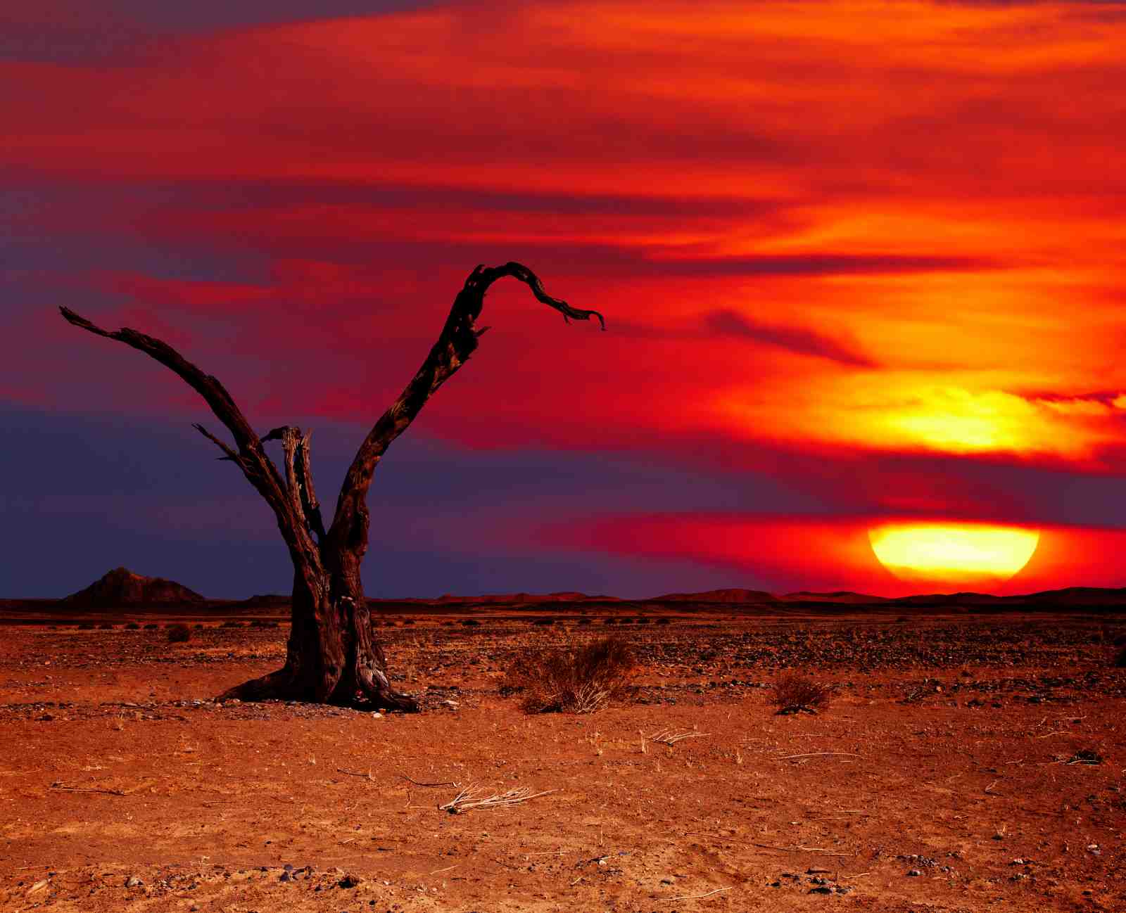 Fiery Desert Sunset Dead Tree Wall Art
