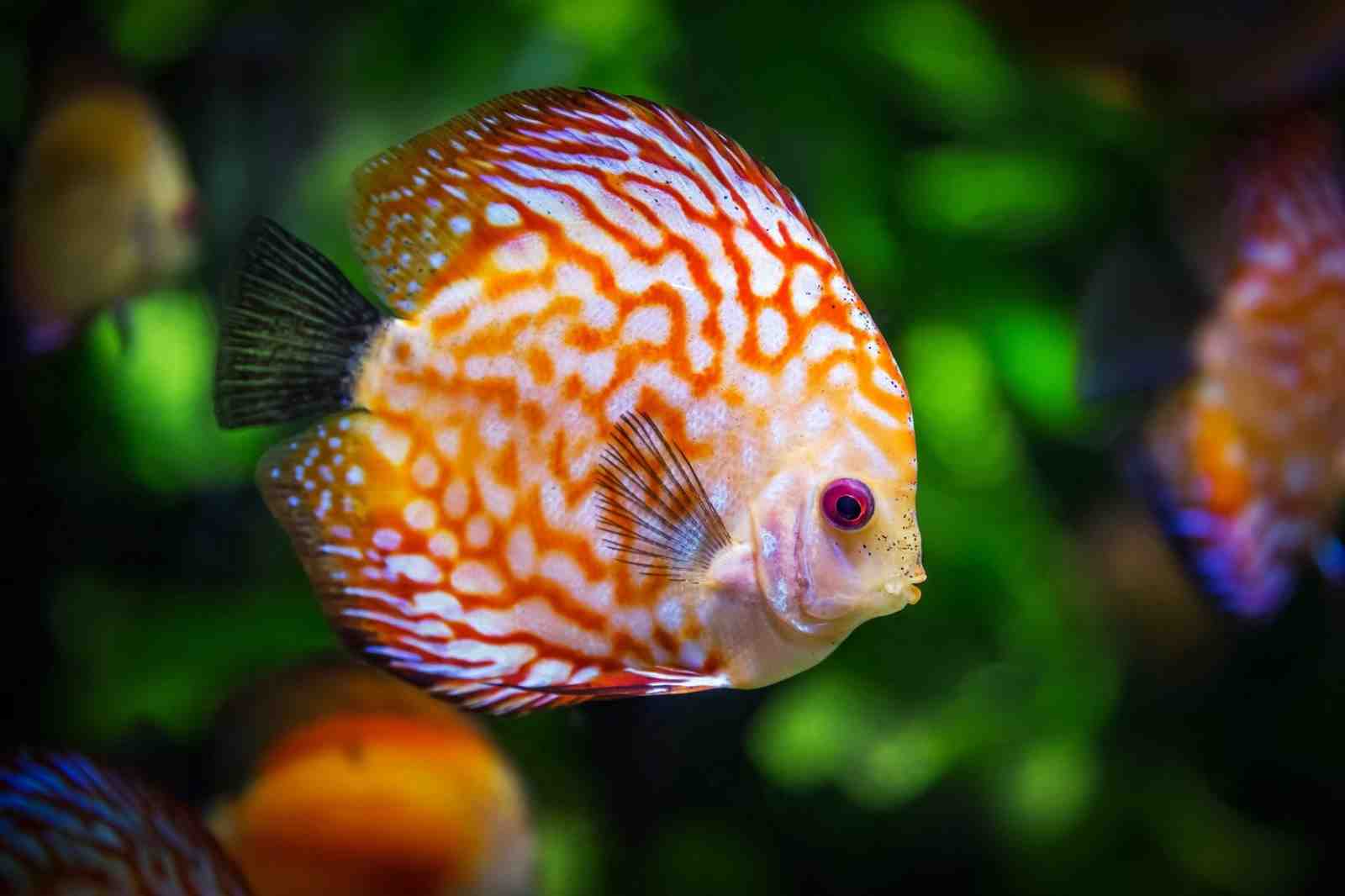 Vibrant Discus Fish Coral Reef Wall Art