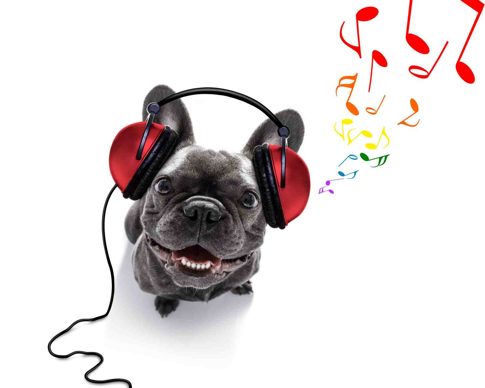 Happy Frenchie DJ Vibes Wall Art