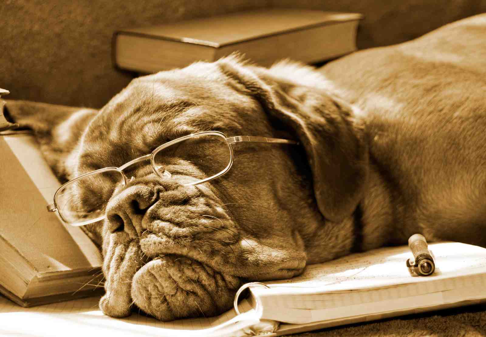 Wise Old Dog Reading Books Wall Art