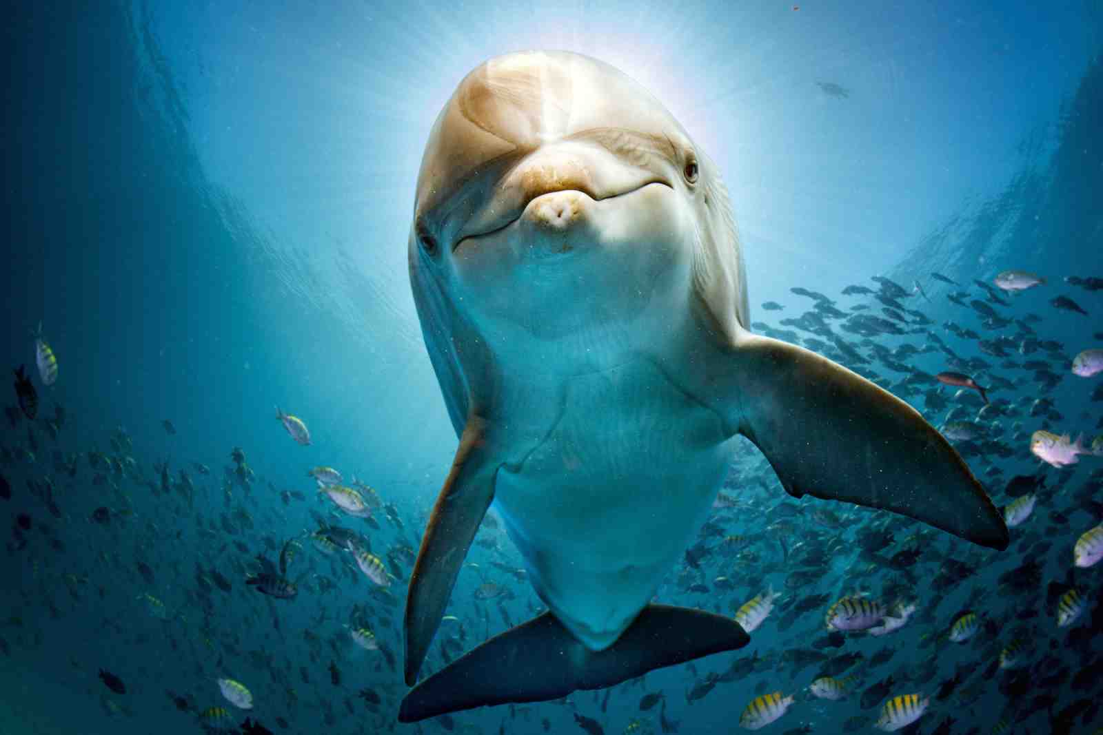 Friendly Dolphin Underwater Scene Wall Art