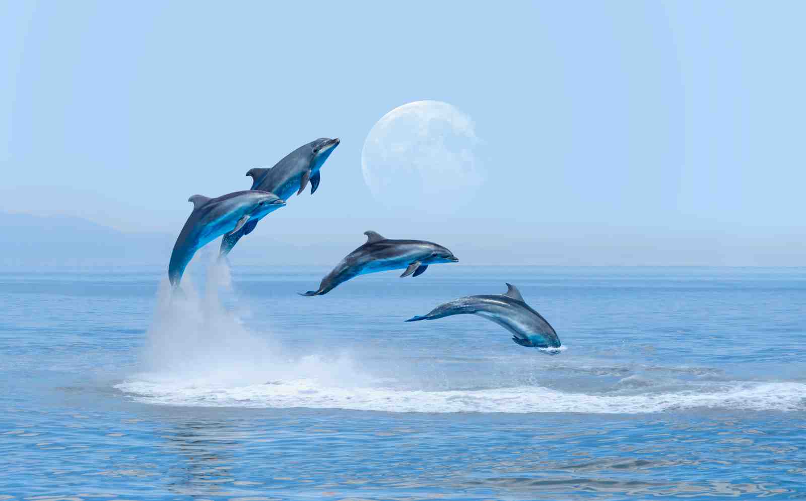 Majestic Dolphins Jumping Full Moon Wall Art