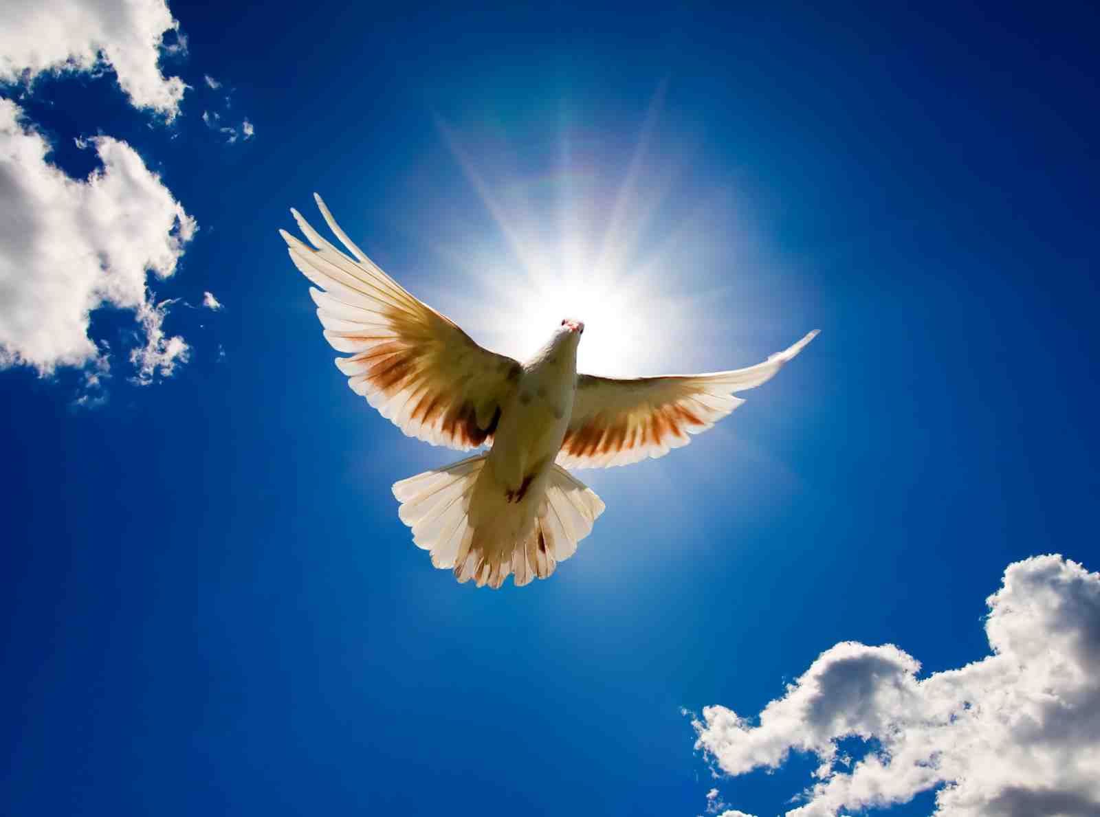 Peaceful Dove Ascending Sky Wall Art
