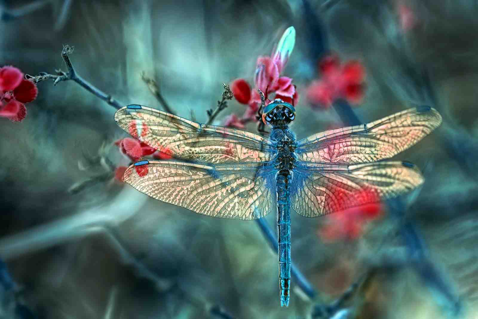 Enchanting Dragonfly Nature Wall Art