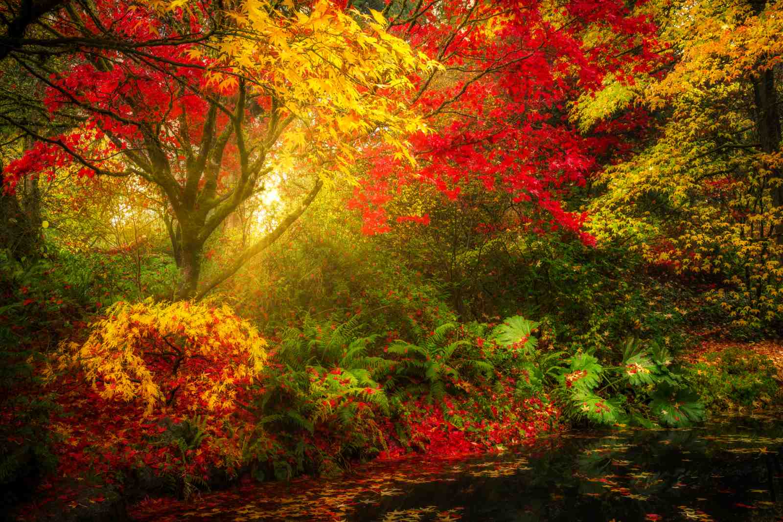 Vibrant Autumn Forest Pond Wall Art