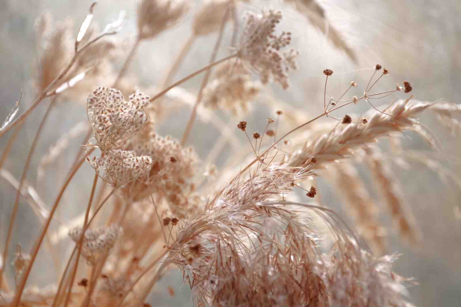 Boho Dried Grasses Wall Art Wall Art