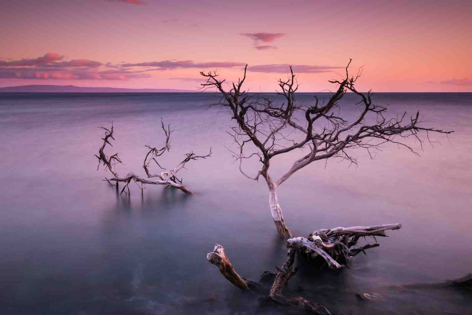 Serene Sunset Beach Tree Wall Art