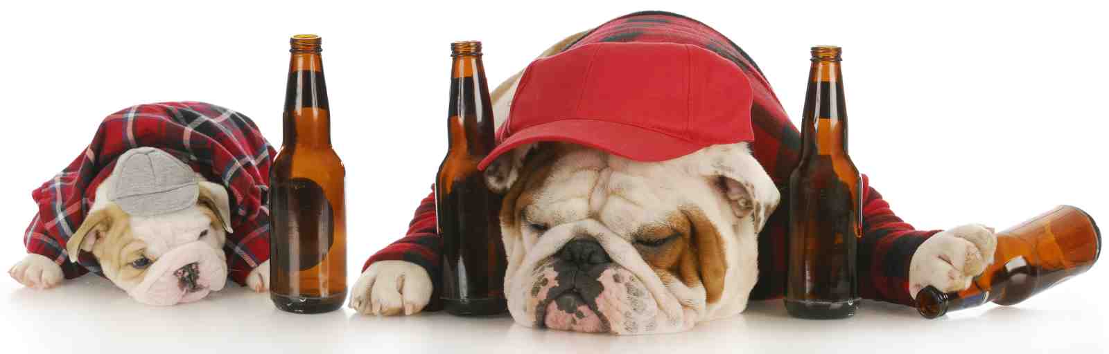 Humorous Bulldog Duo "Party Animals" Wall Art