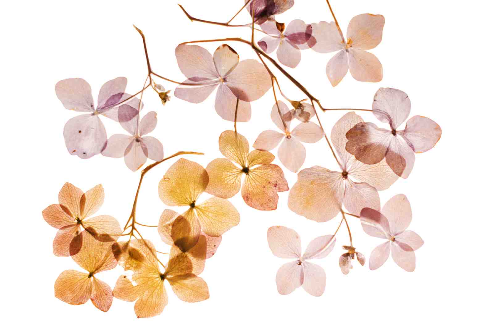 Delicate Hydrangea Botanical Floral Wall Art