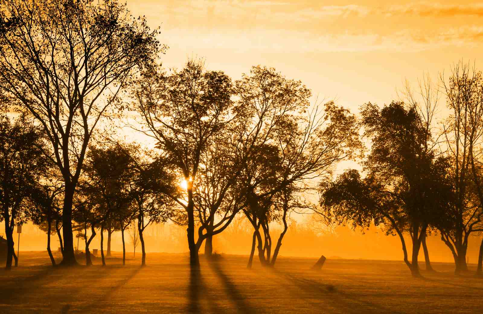 Golden Sunrise Forest Landscape Wall Art