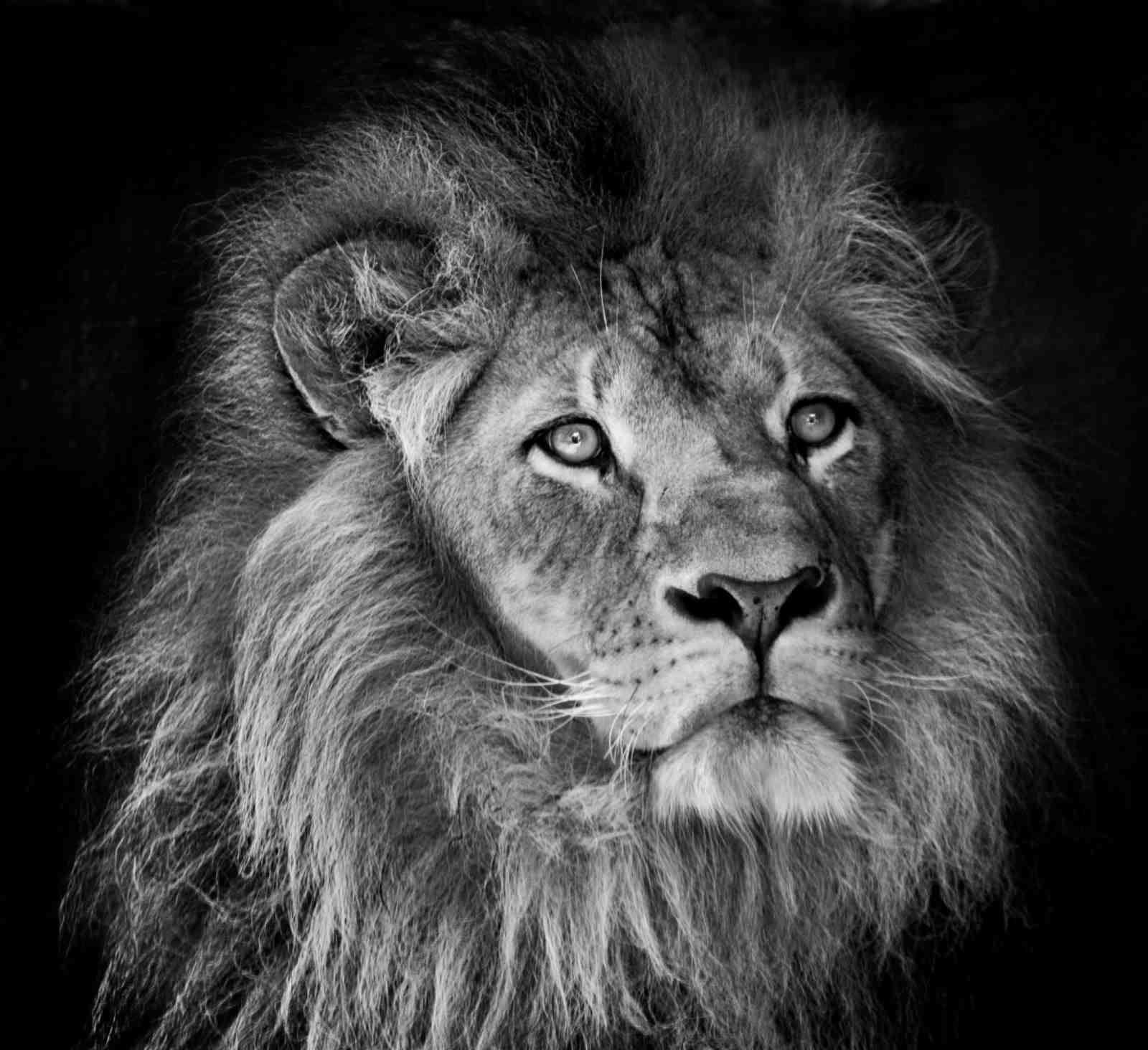 Majestic Lion Portrait Wall Art