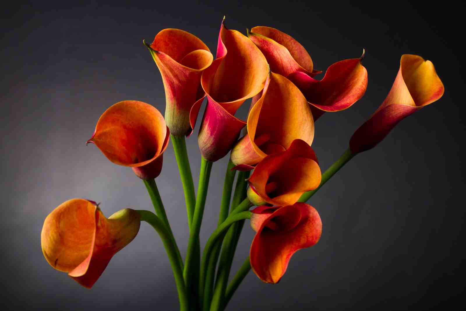 Vibrant Orange Calla Lilies Wall Art