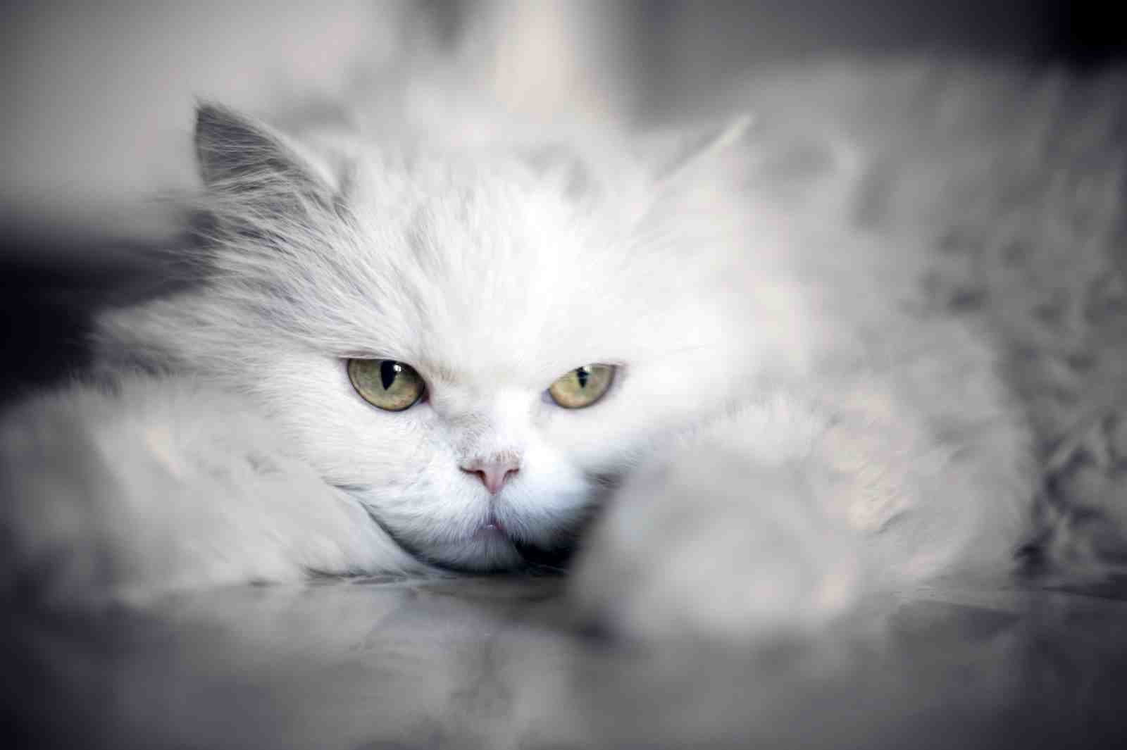 Majestic White Persian Cat Portrait Wall Art