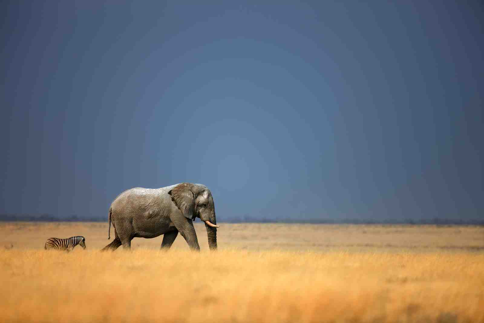 Majestic Elephant & Zebra African Landscape Wall Art