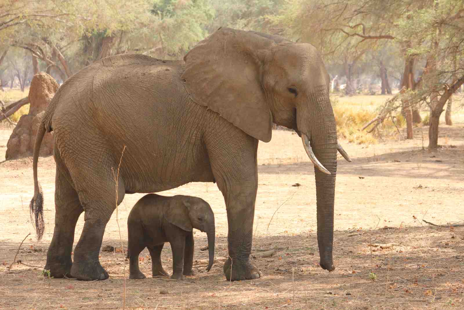 Gentle Giants: Mother and Calf Elephant Wall Art
