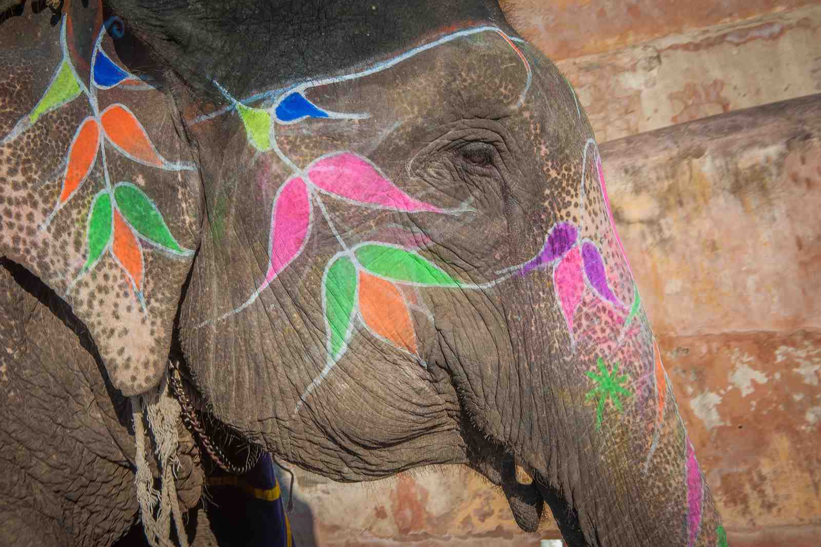 Vibrant Elephant Portrait Wall Art