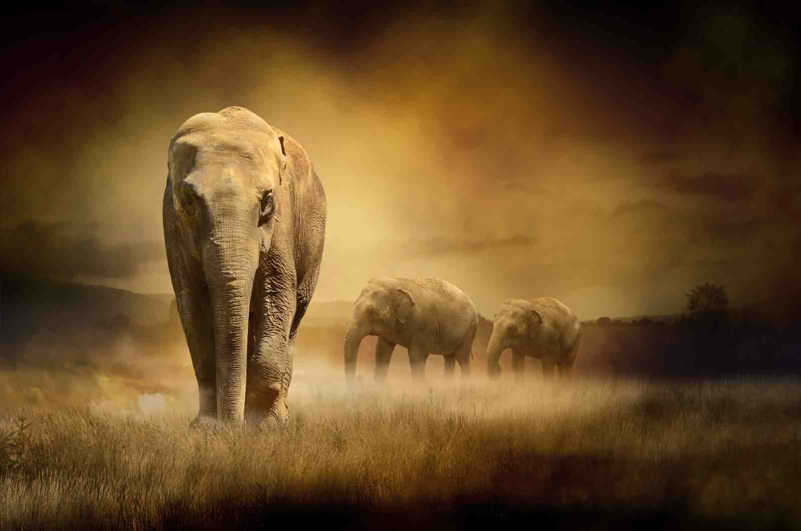 Majestic Elephant Herd Wilderness Wall Art
