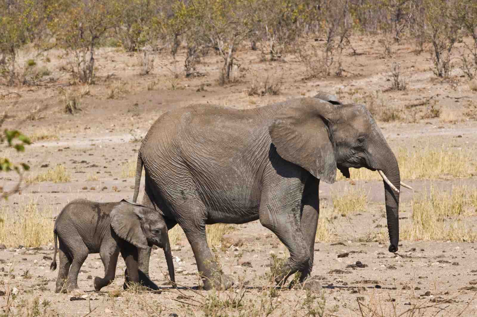 Majestic Mother & Baby Elephant Wall Art