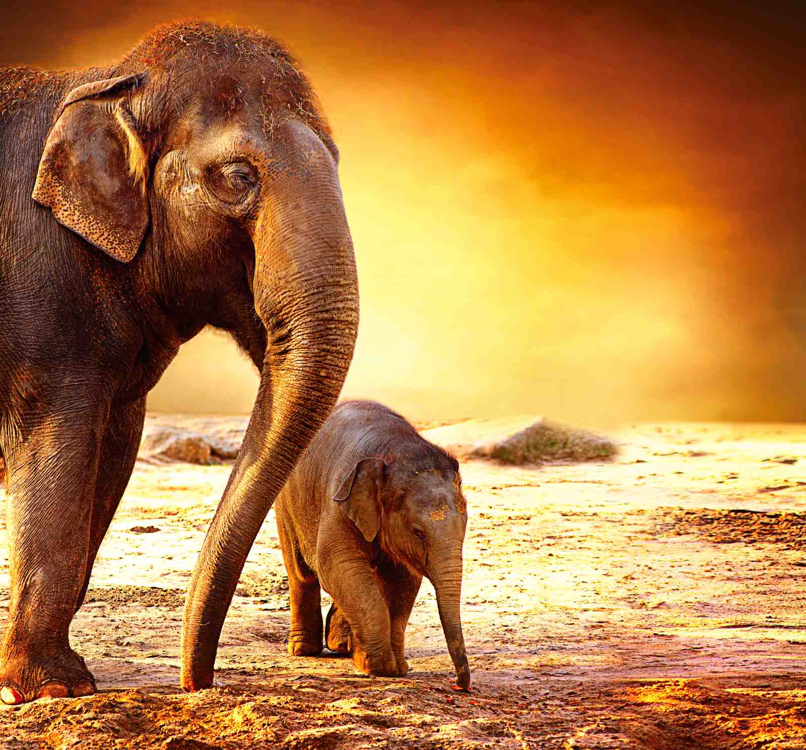Majestic Elephant Herd Sunset Wall Art