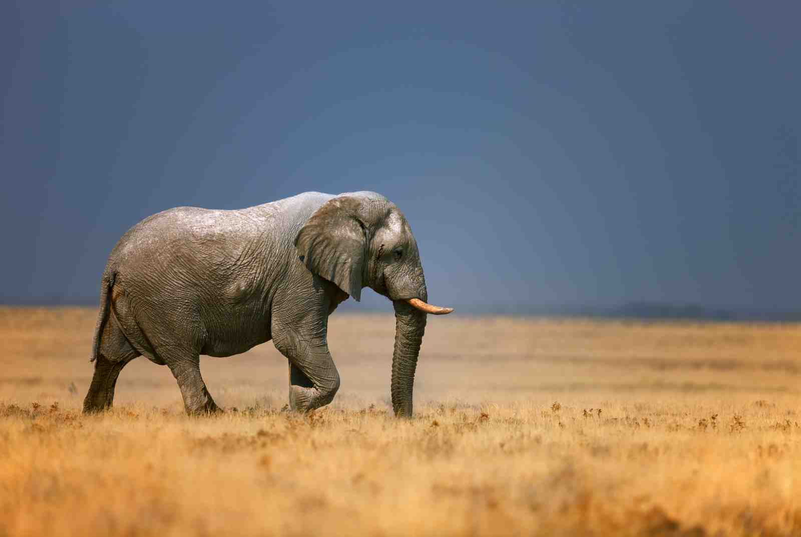 Majestic Elephant African Safari Wall Art
