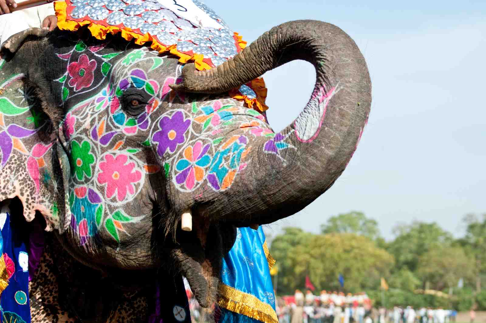 Vibrant Elephant Festival Art Wall Art