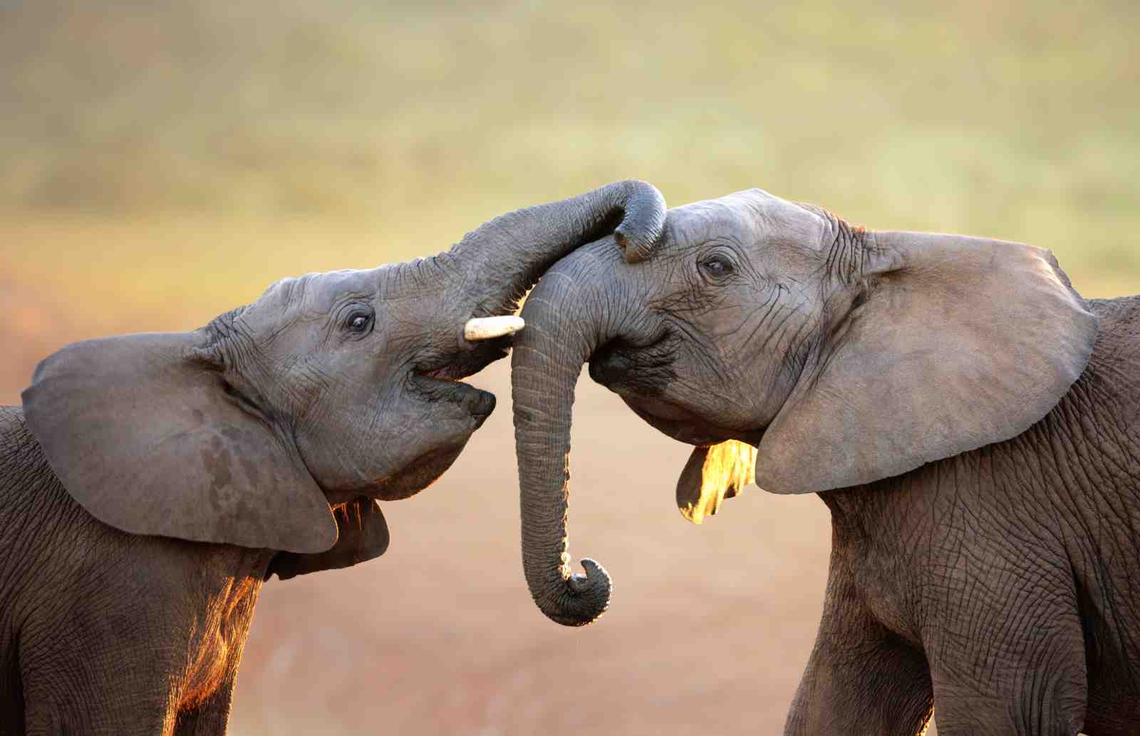 Majestic Elephant Love Wall Art