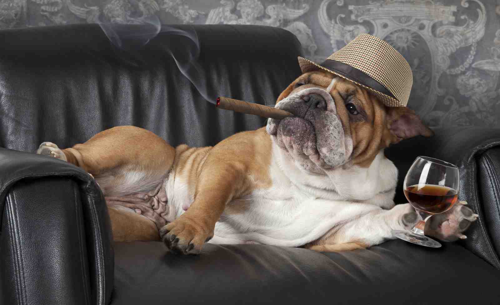 Dapper Bulldog Cigar & Cognac Wall Art