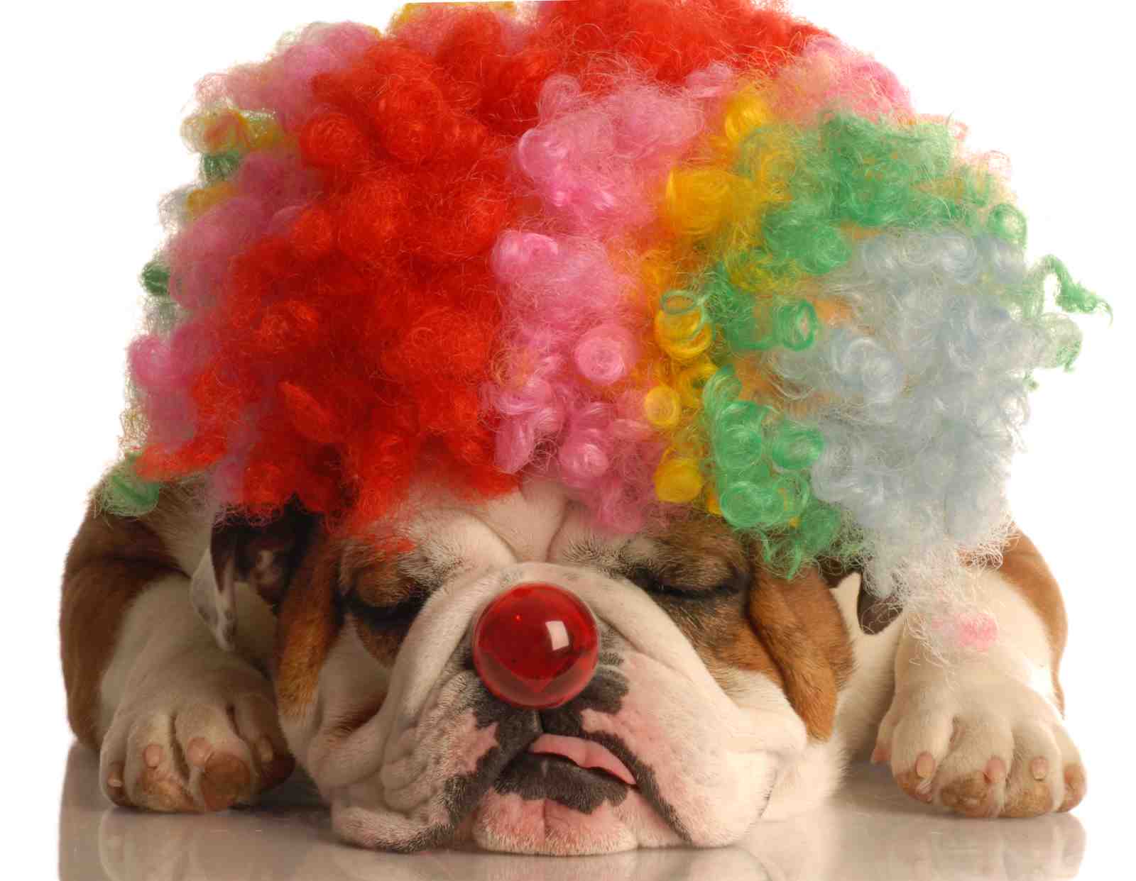 Funny Clown Bulldog Portrait Wall Art
