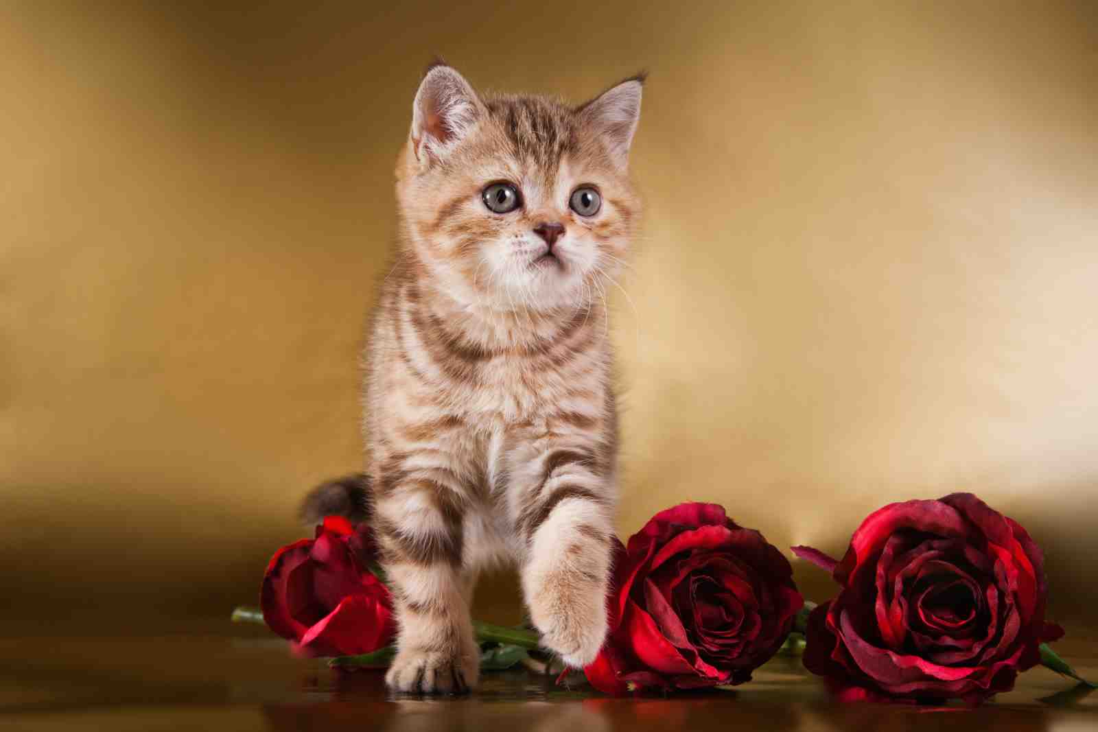 Adorable Kitten & Roses Wall Art - Pet Lover Gift