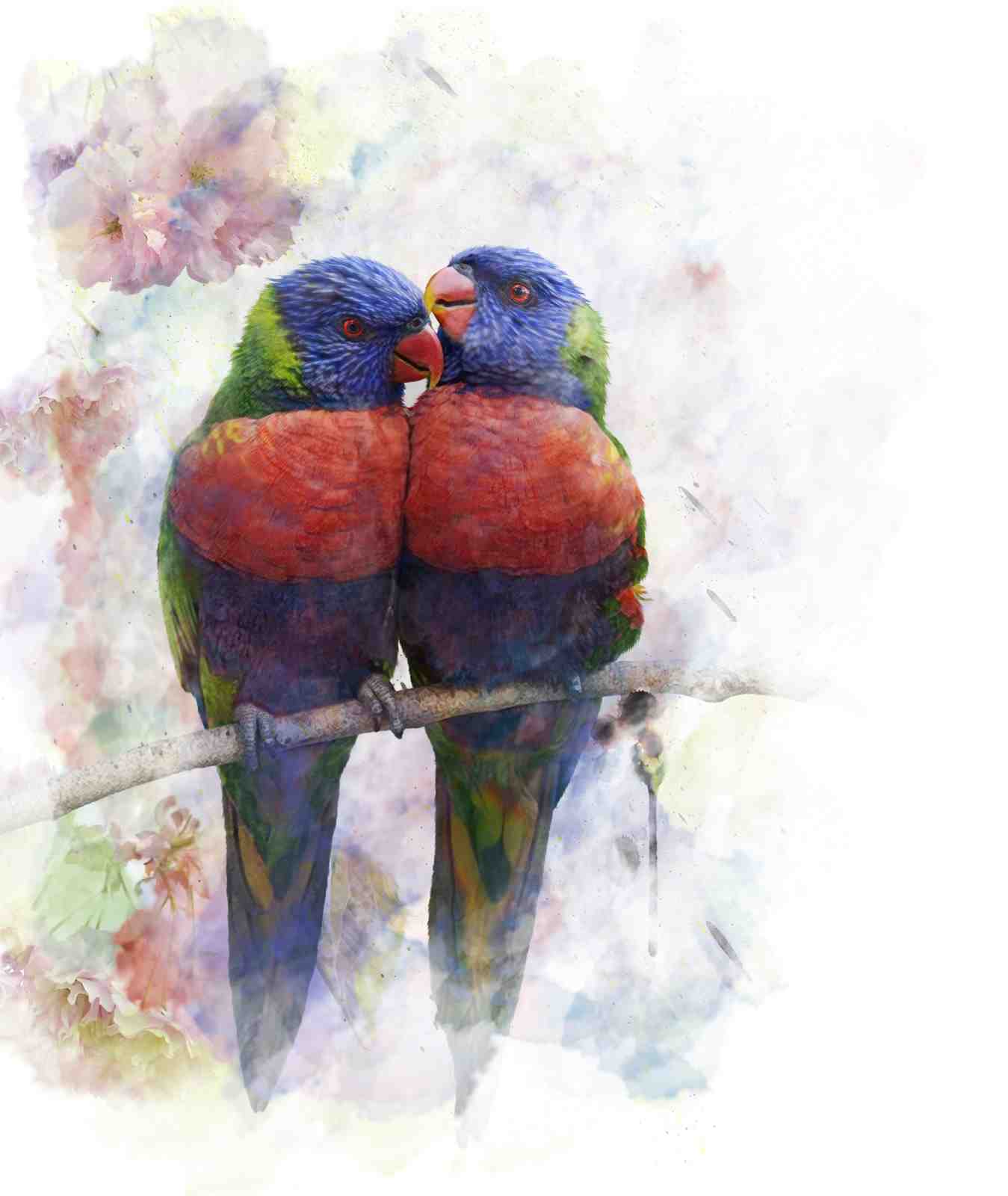 Rainbow Lorikeets Kissing Watercolor Wall Art