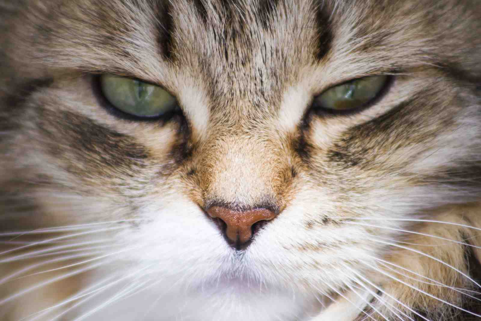Intense Gaze Cat Face Wall Art Wall Art