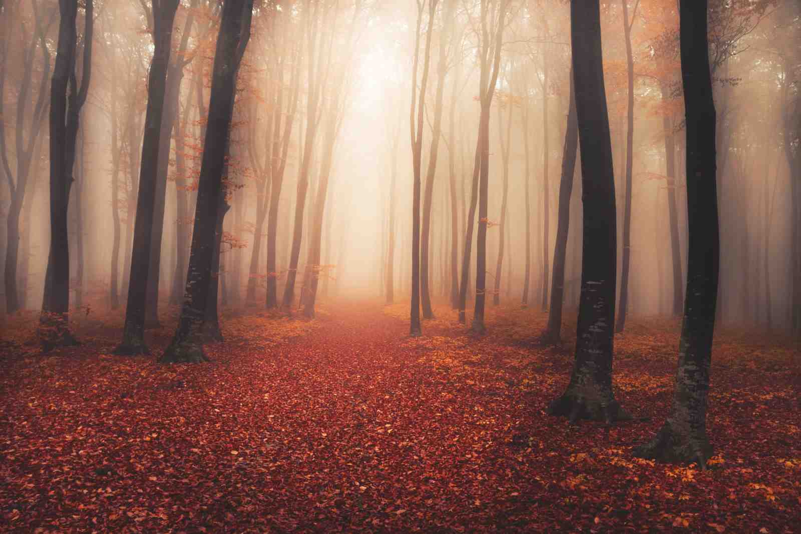 Enchanting Autumn Forest Path Wall Art