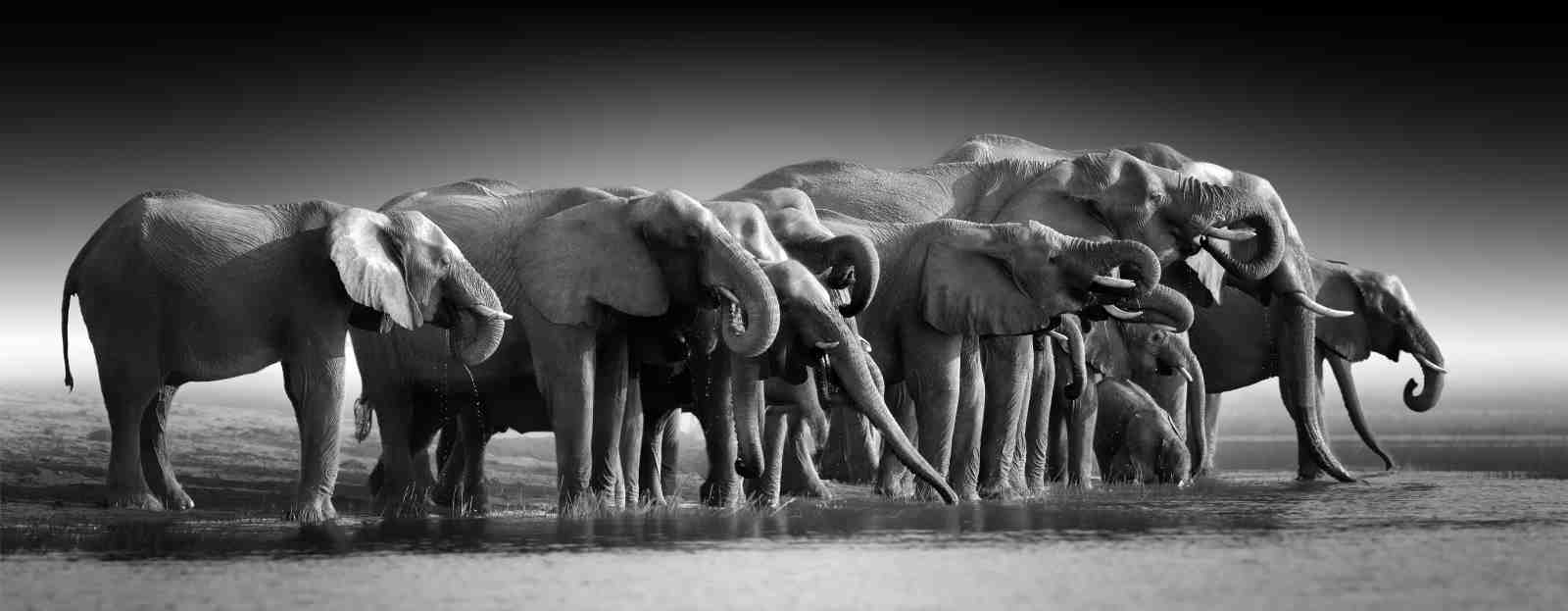 Majestic Elephants Drinking Safari Wall Art