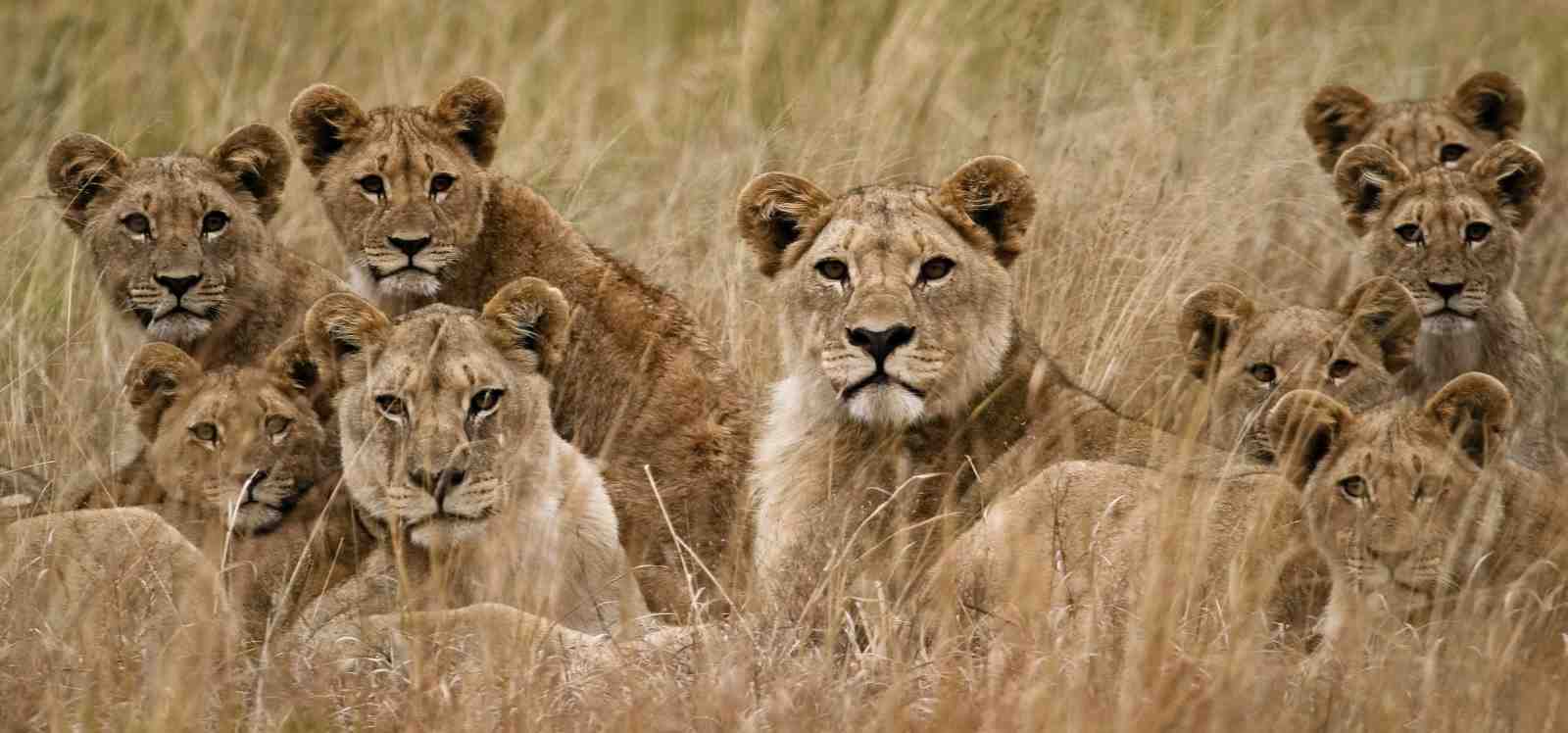 Majestic Lion Pride Safari Wall Art