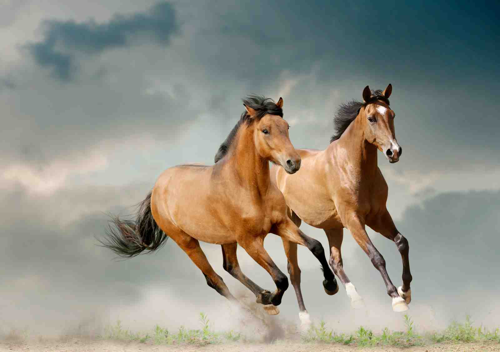 Majestic Galloping Horses Wall Art